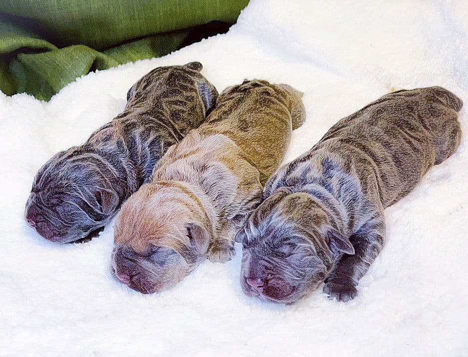 Cane Corso Puppies breeder image 56
