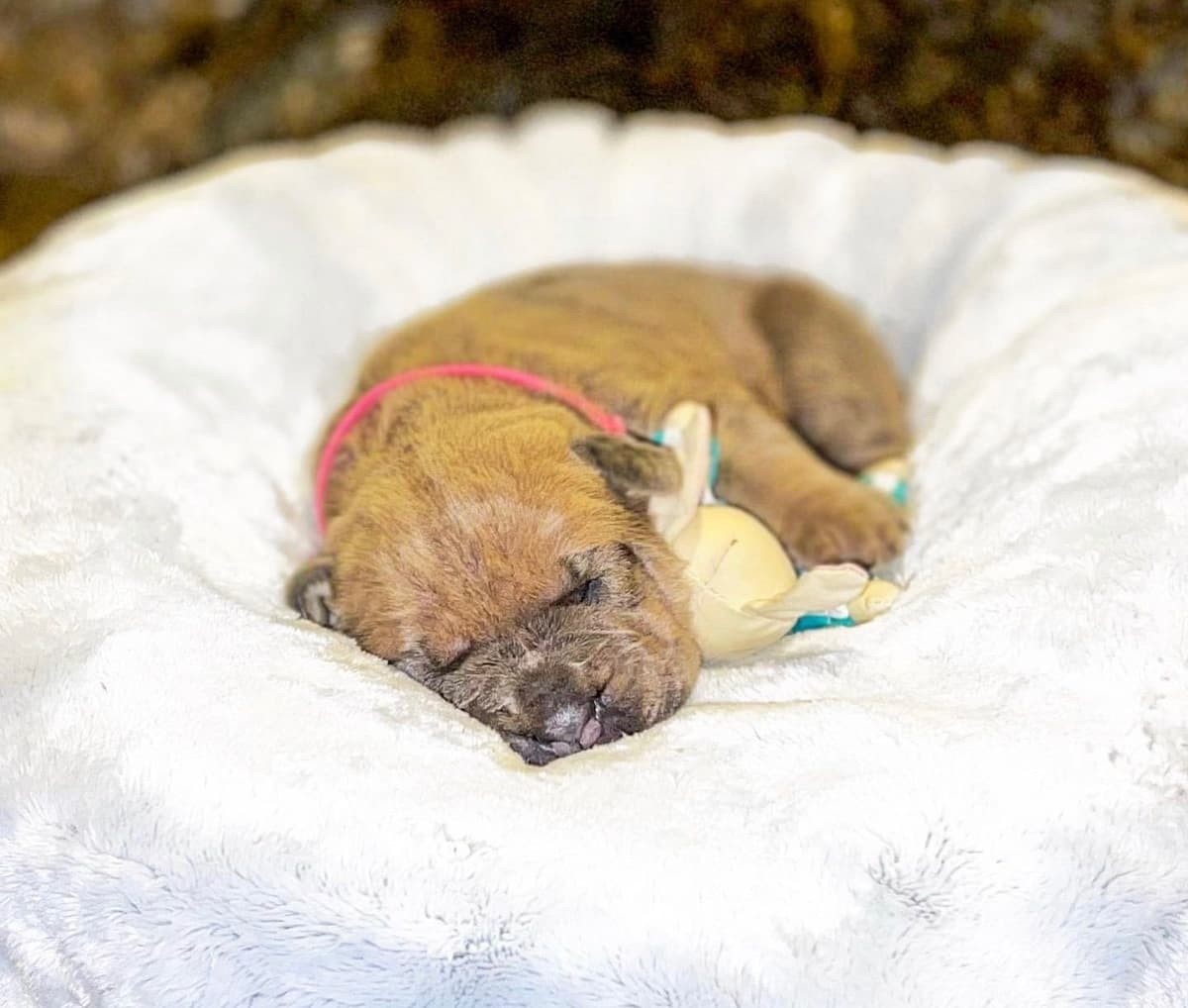 Cane Corso Puppies breeder image 57