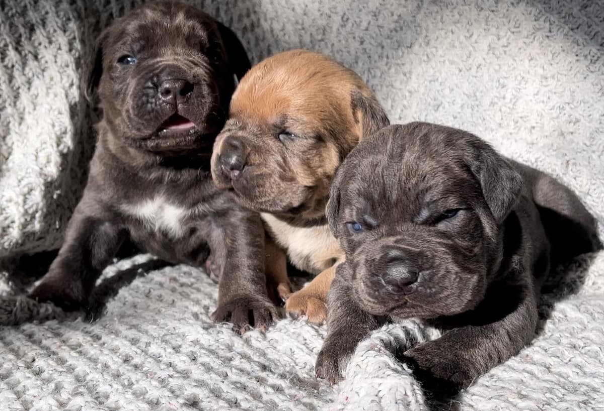 Cane Corso Puppies breeder image 58