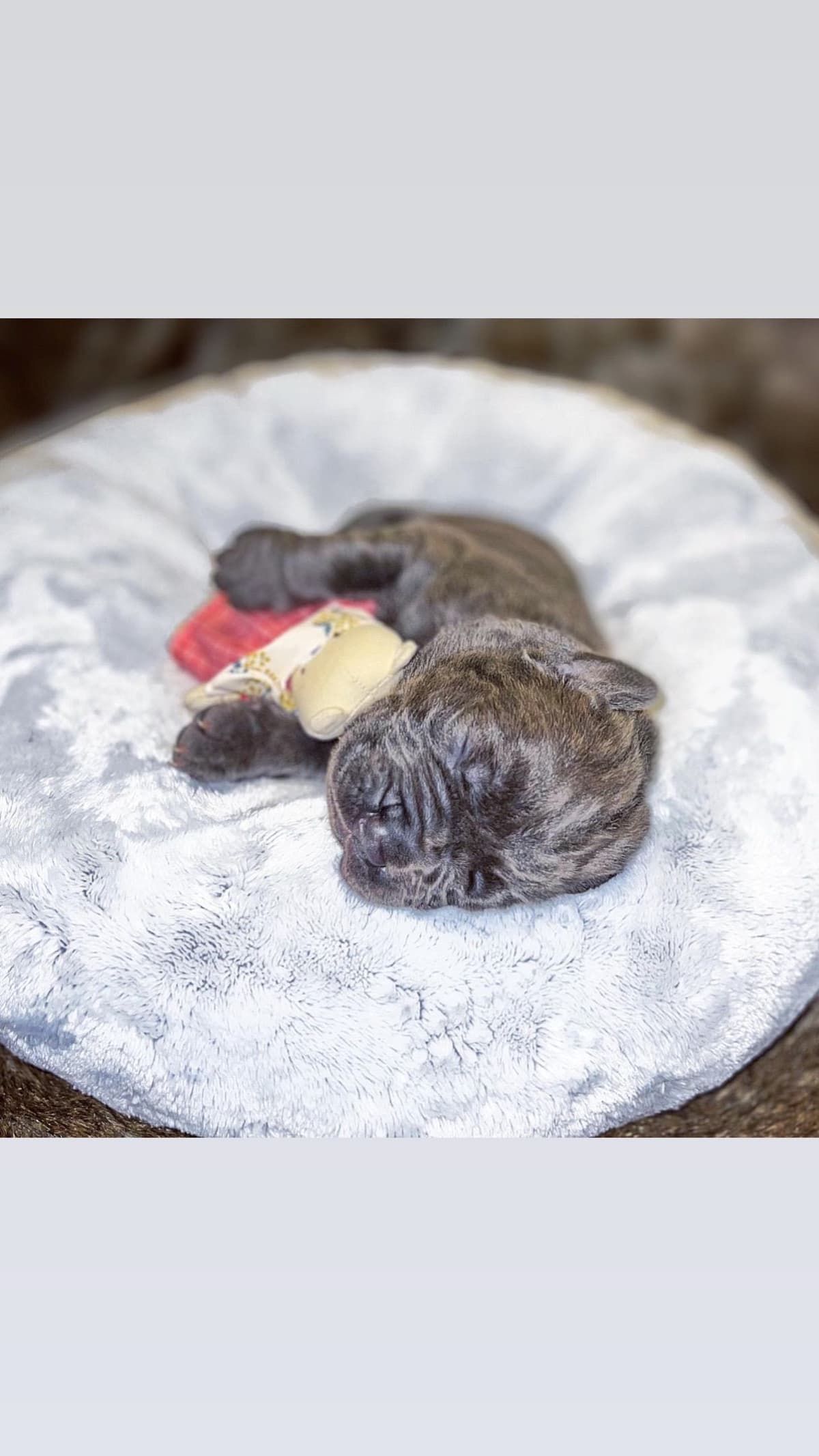 Cane Corso Puppies breeder image 59