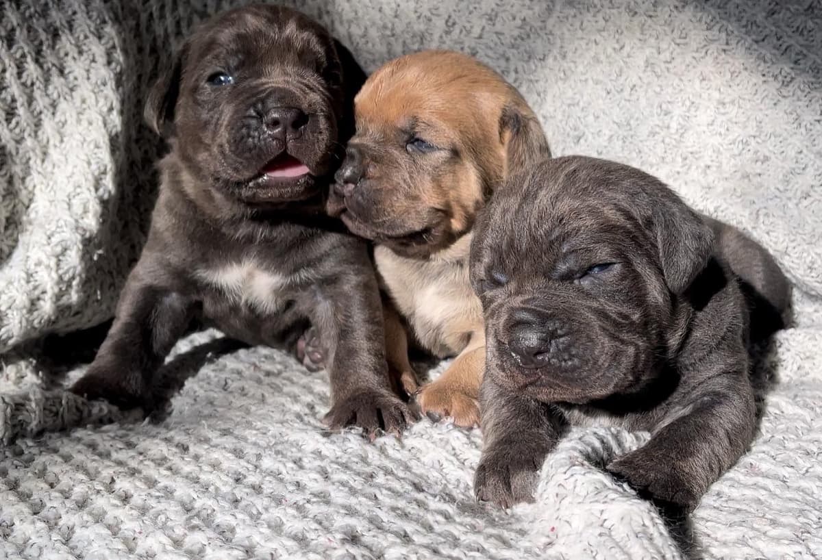Cane Corso Puppies breeder image 60