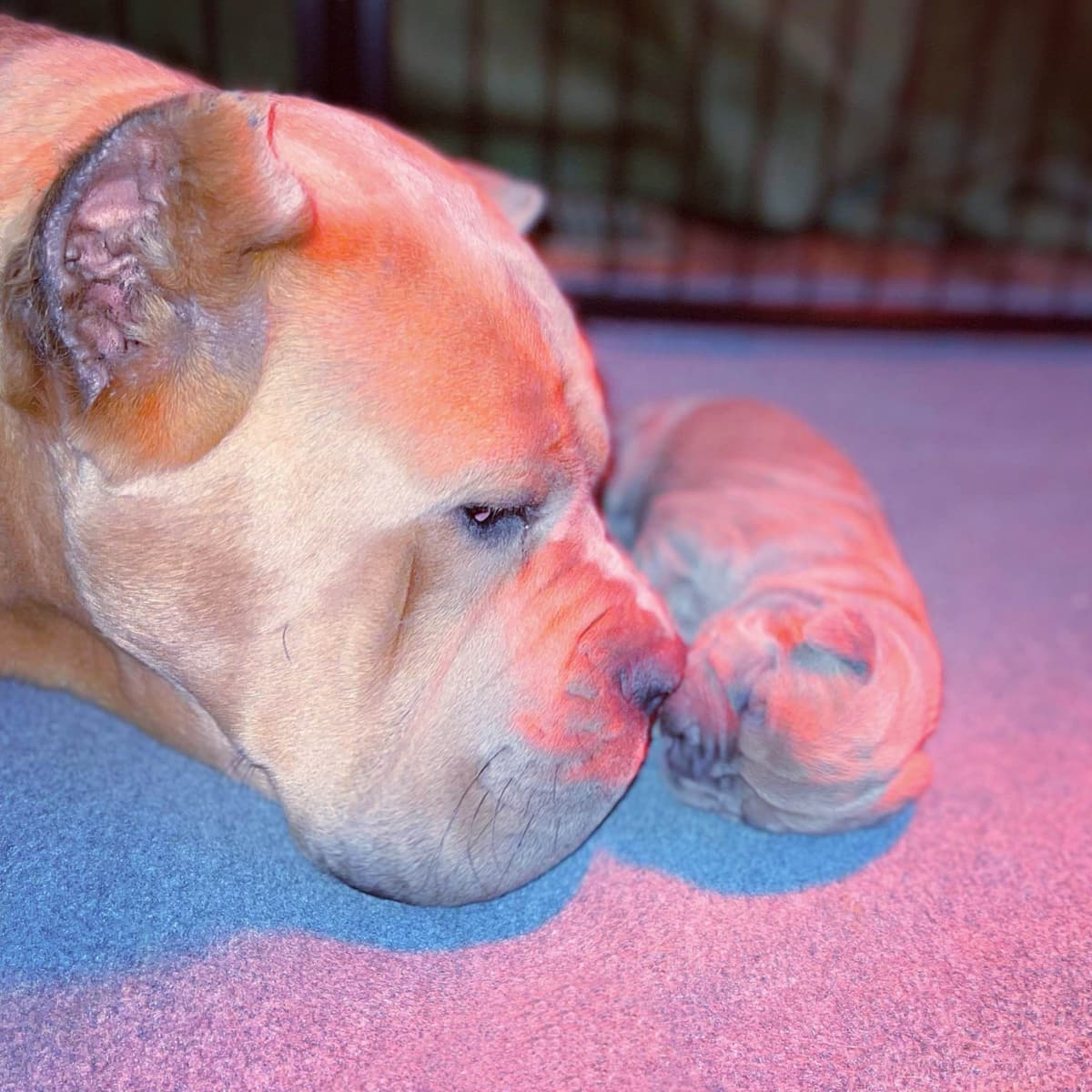 Cane Corso Puppies breeder image 61