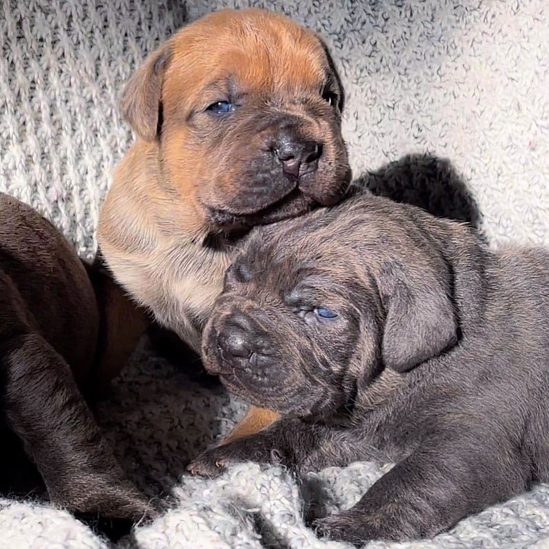 Cane Corso Puppies breeder image 62