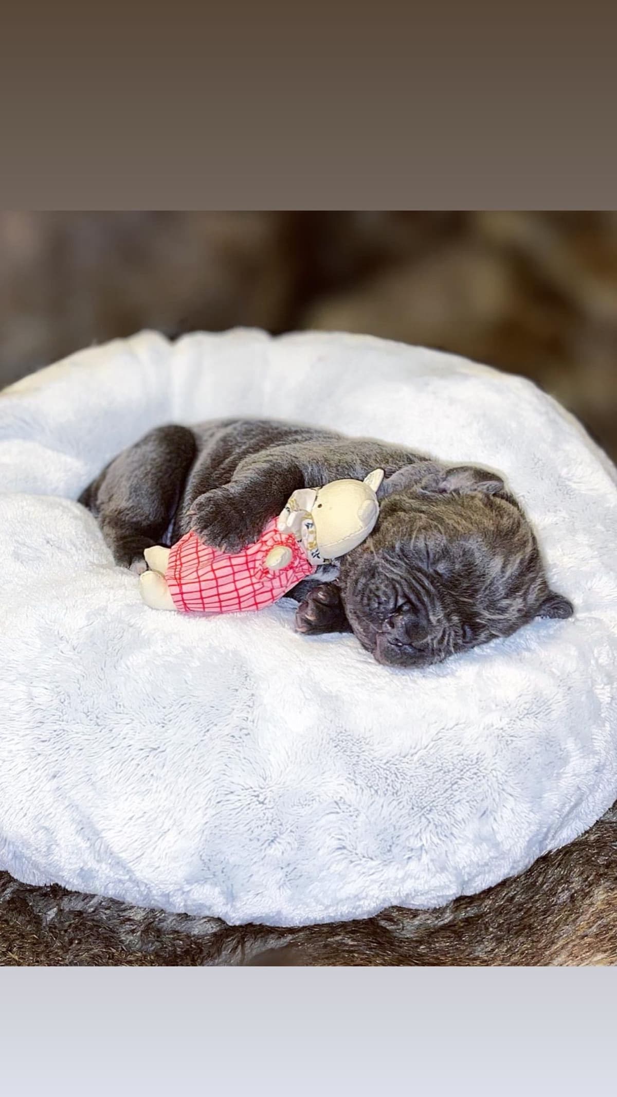 Cane Corso Puppies breeder image 63