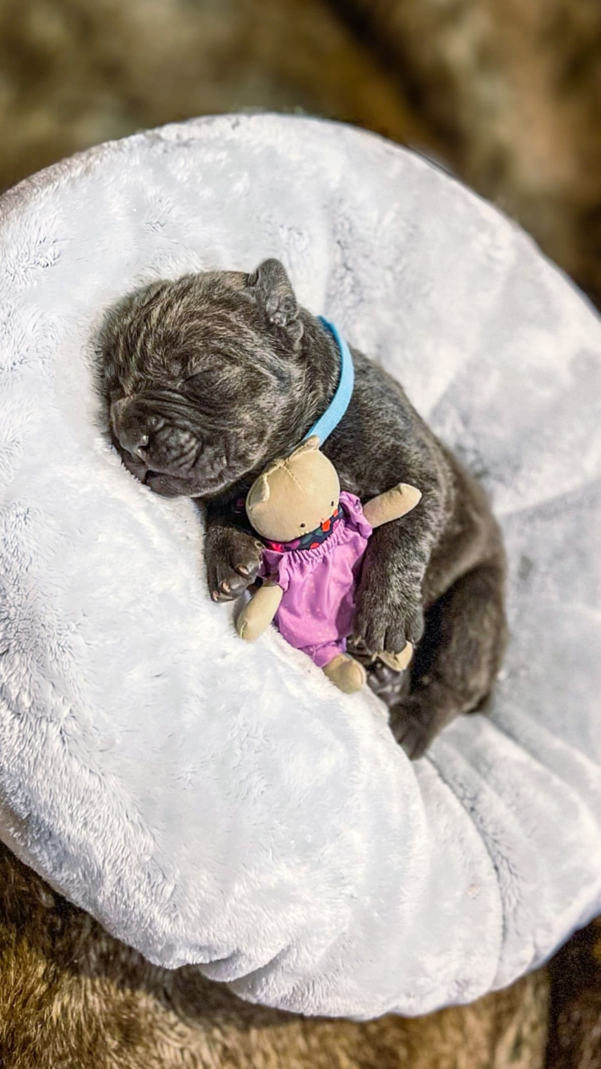 Cane Corso Puppies breeder image 65