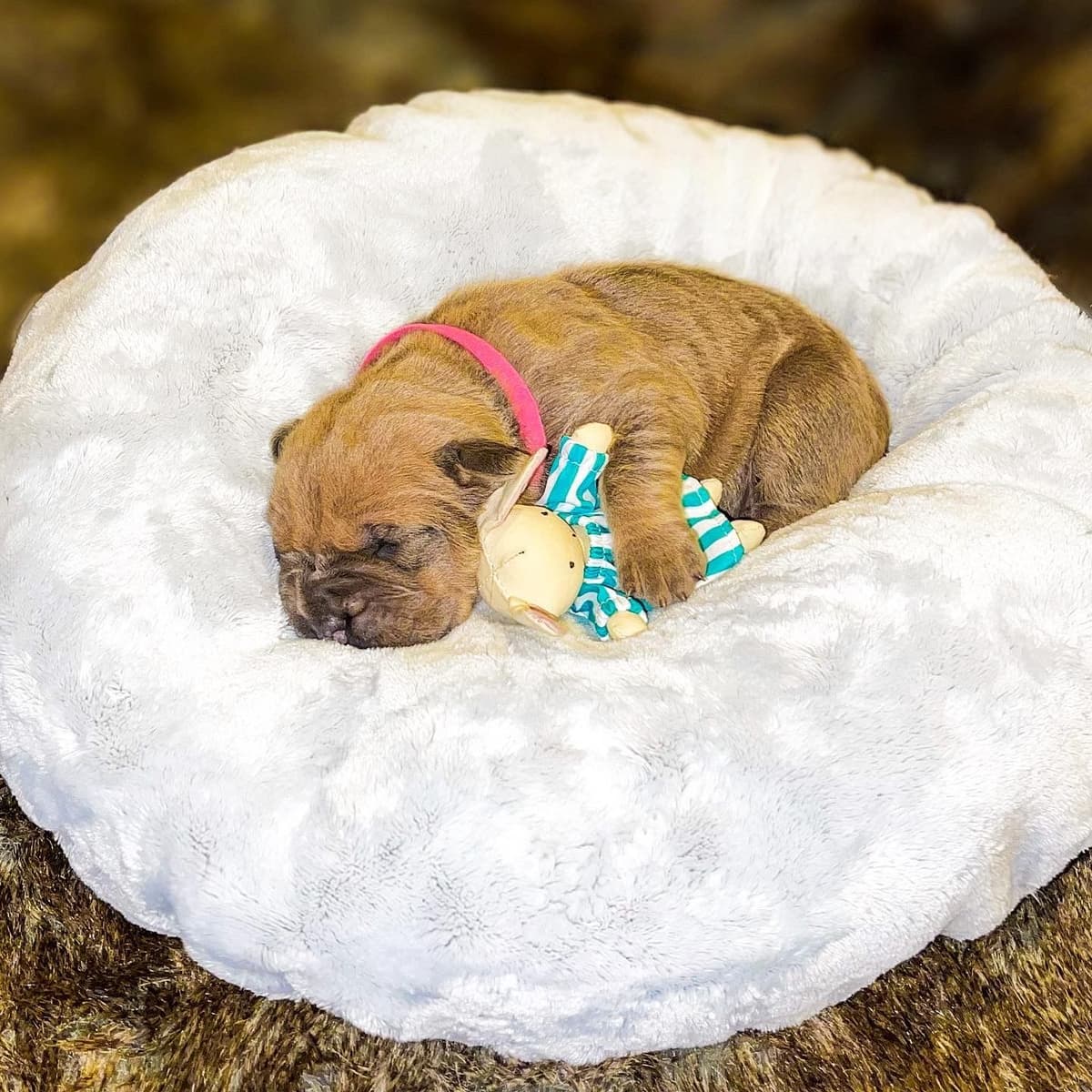 Cane Corso Puppies breeder image 64