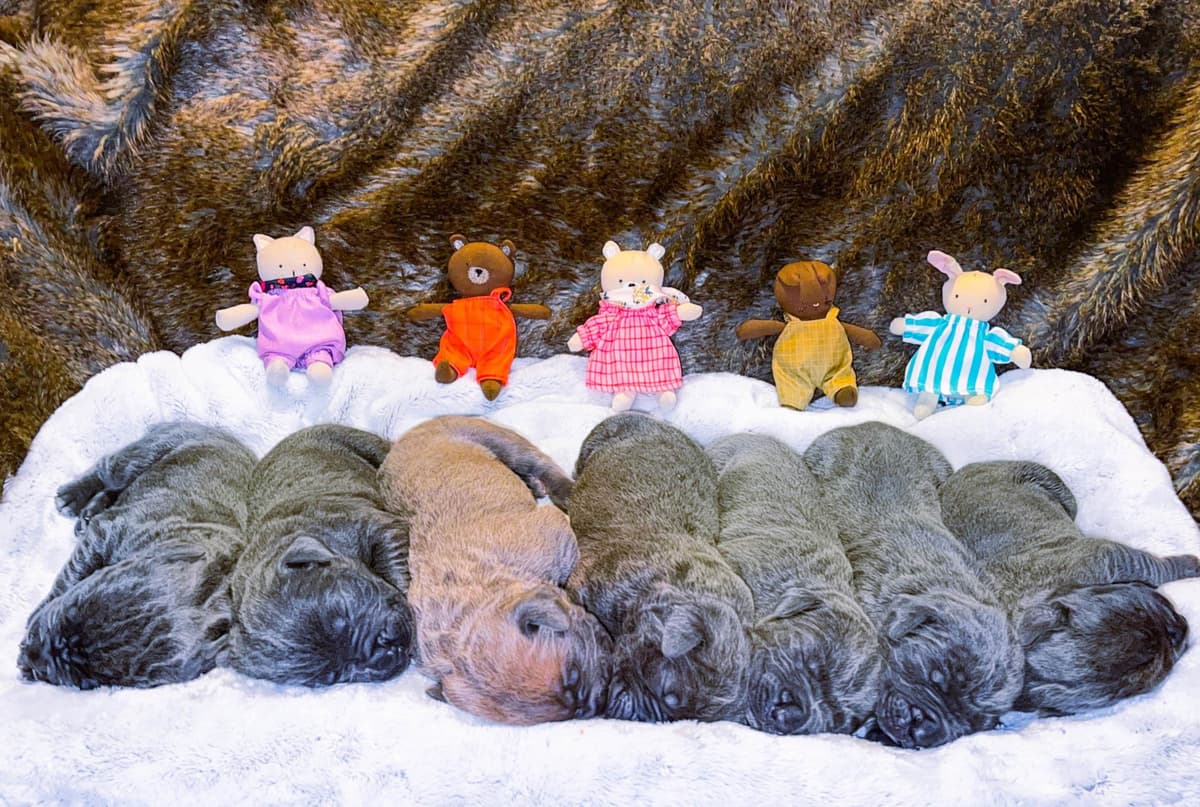 Cane Corso Puppies breeder image 67