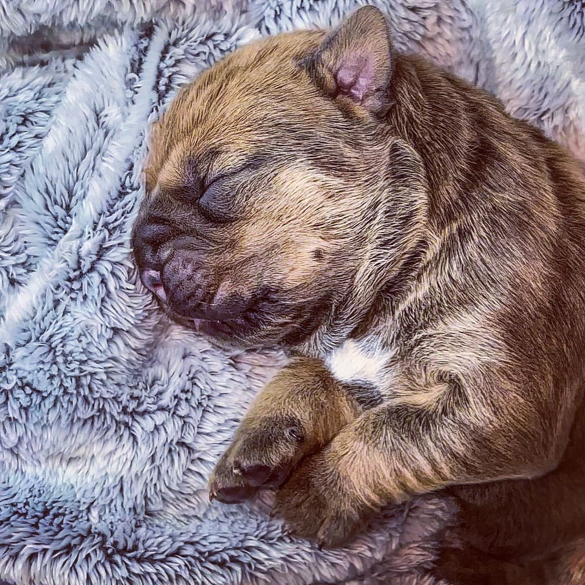 Cane Corso Puppies breeder image 68