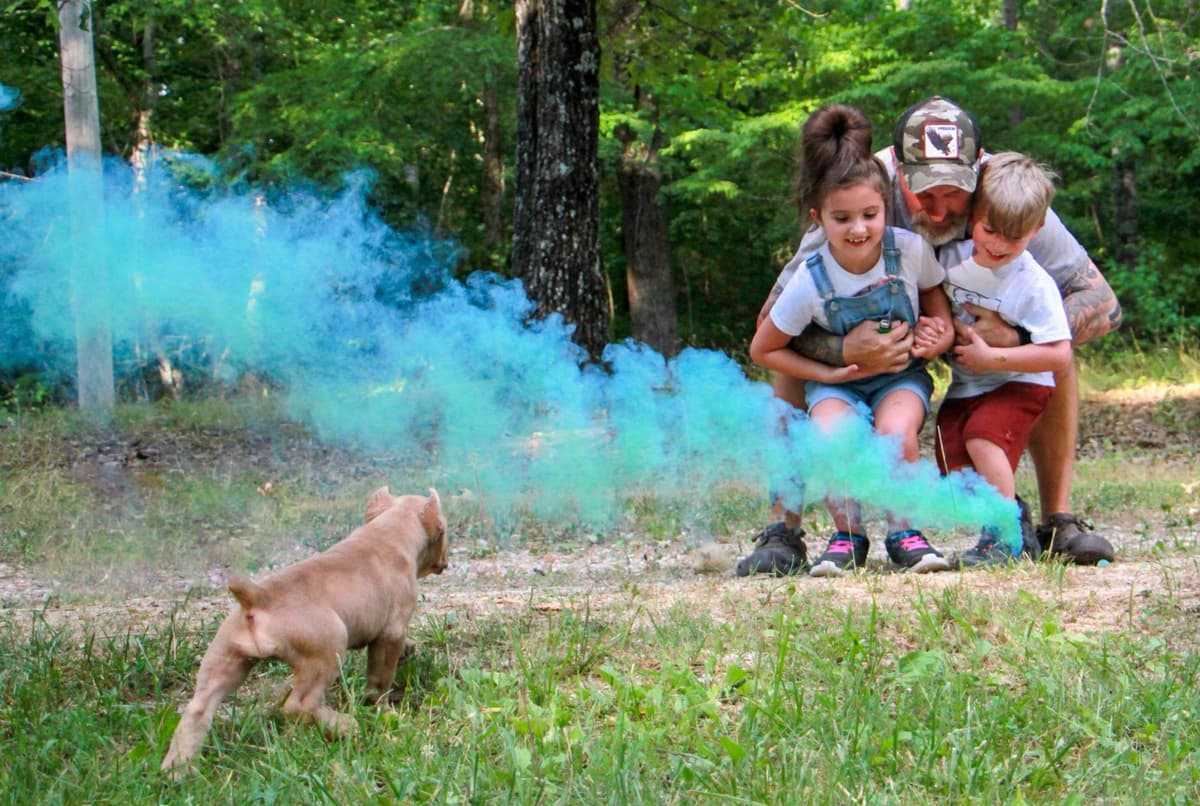 Cane Corso Puppies breeder image 69