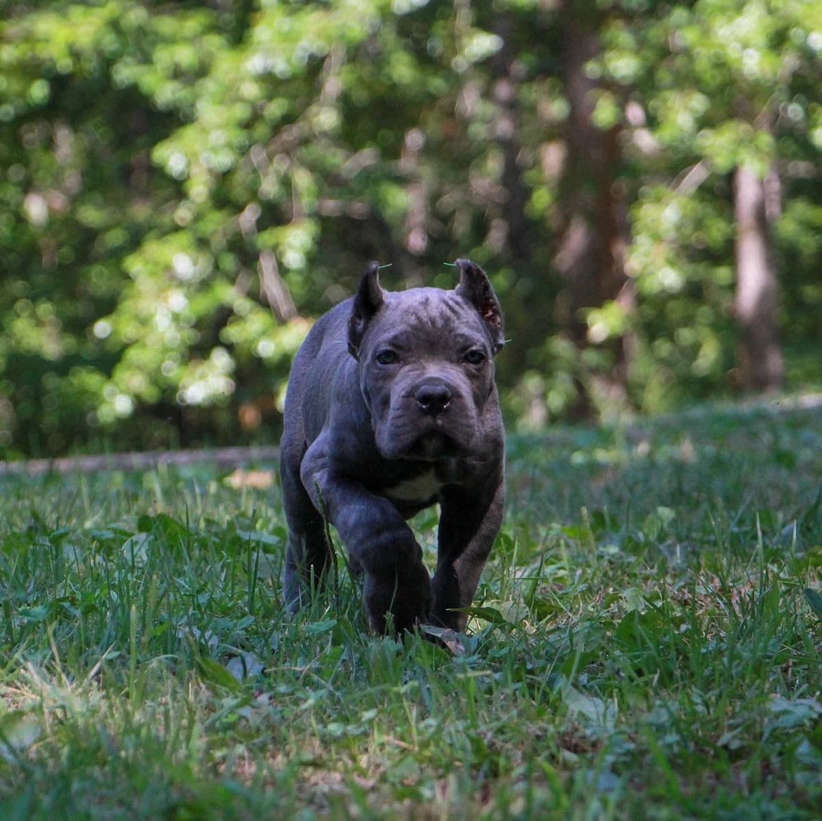 Cane Corso Puppies breeder image 70