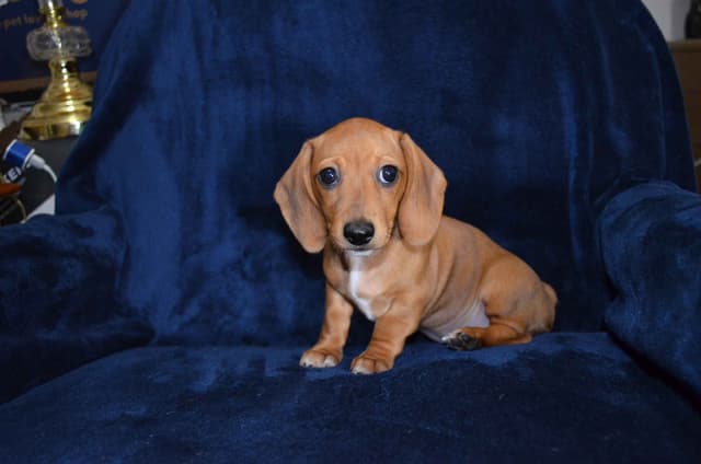 AKC MINI Dachshunds media 2