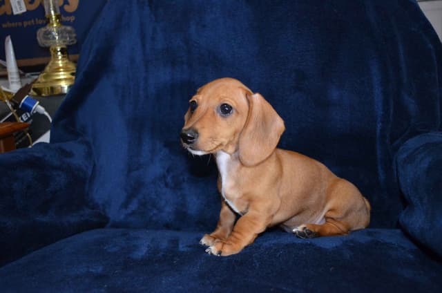 AKC MINI Dachshunds media 3