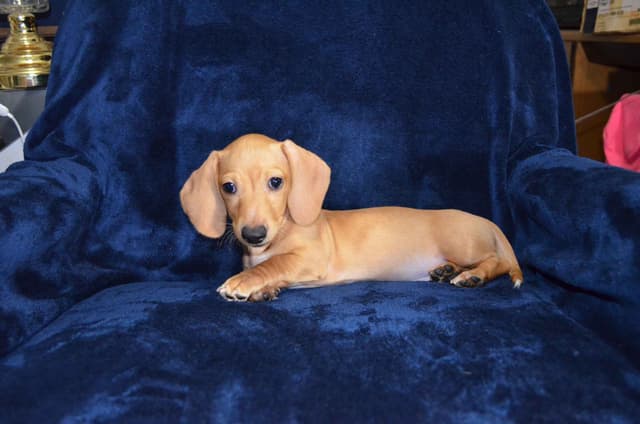 AKC Mini Dachshunds media 2