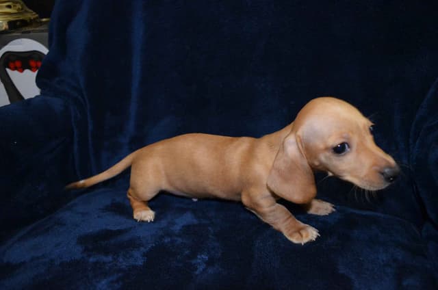 AKC Mini Dachshunds media 3