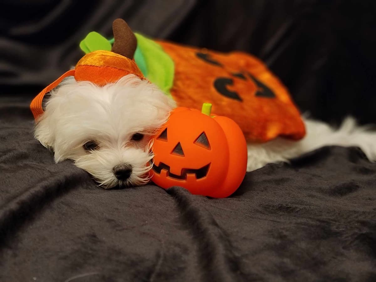 🌷 $1250 Bouncing Male Maltese Puppy💘 breeder image 2