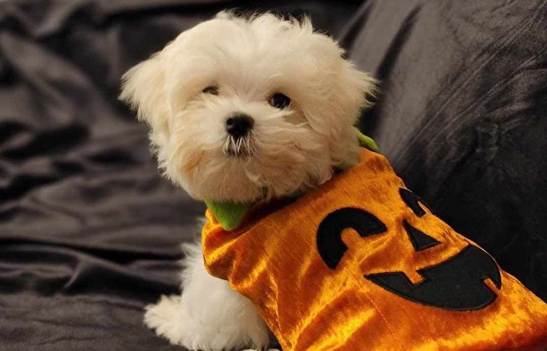 🌷 $1250 Bouncing Male Maltese Puppy💘 breeder image 3