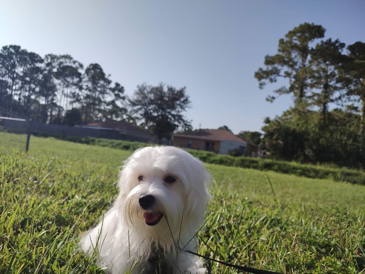 🌷 $1250 Bouncing Male Maltese Puppy💘 breeder image 4