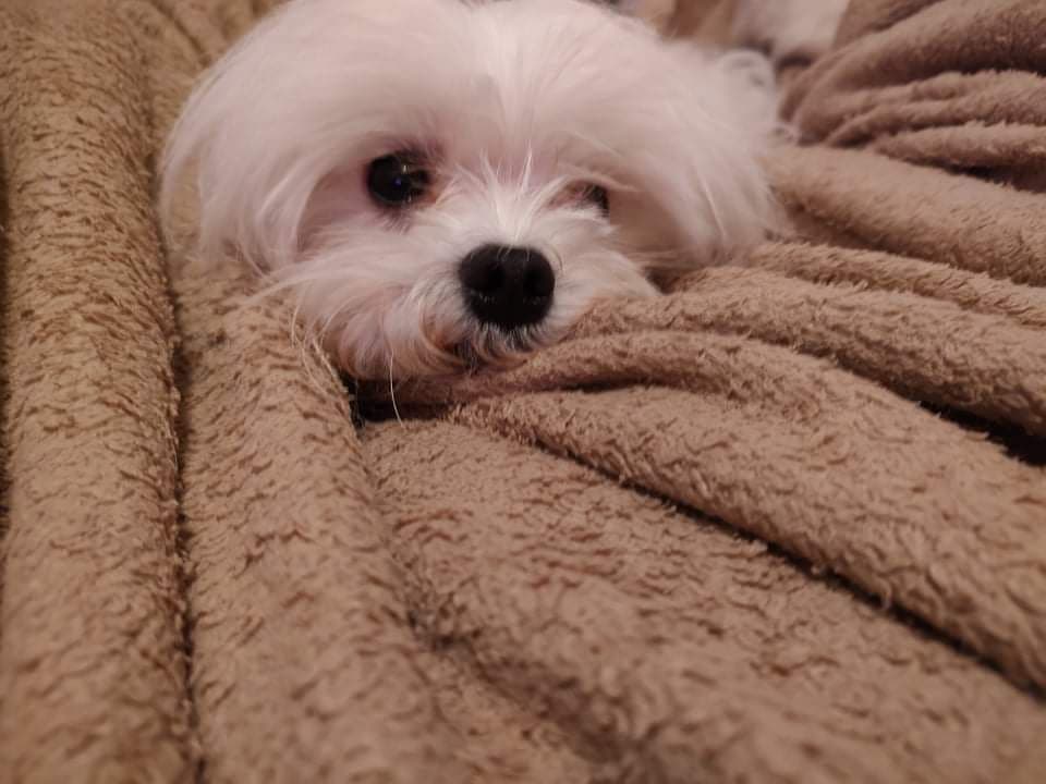 🌷 $1250 Bouncing Male Maltese Puppy💘 breeder image 5