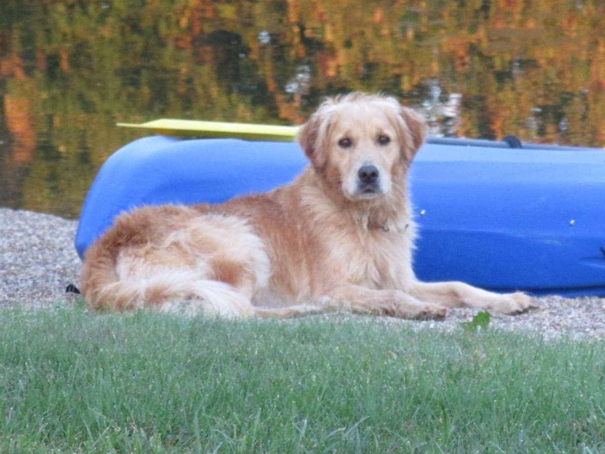 Golden Retriever Puppies breeder image 3