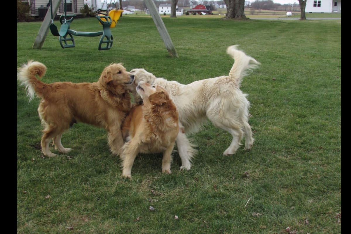Golden Retriever Puppies breeder image 8