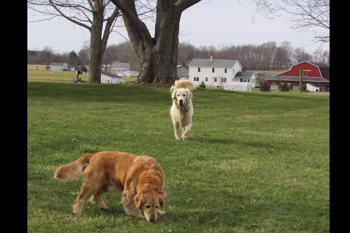 Golden Retriever Puppies breeder image 4