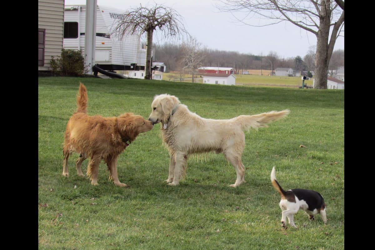 Golden Retriever Puppies breeder image 7