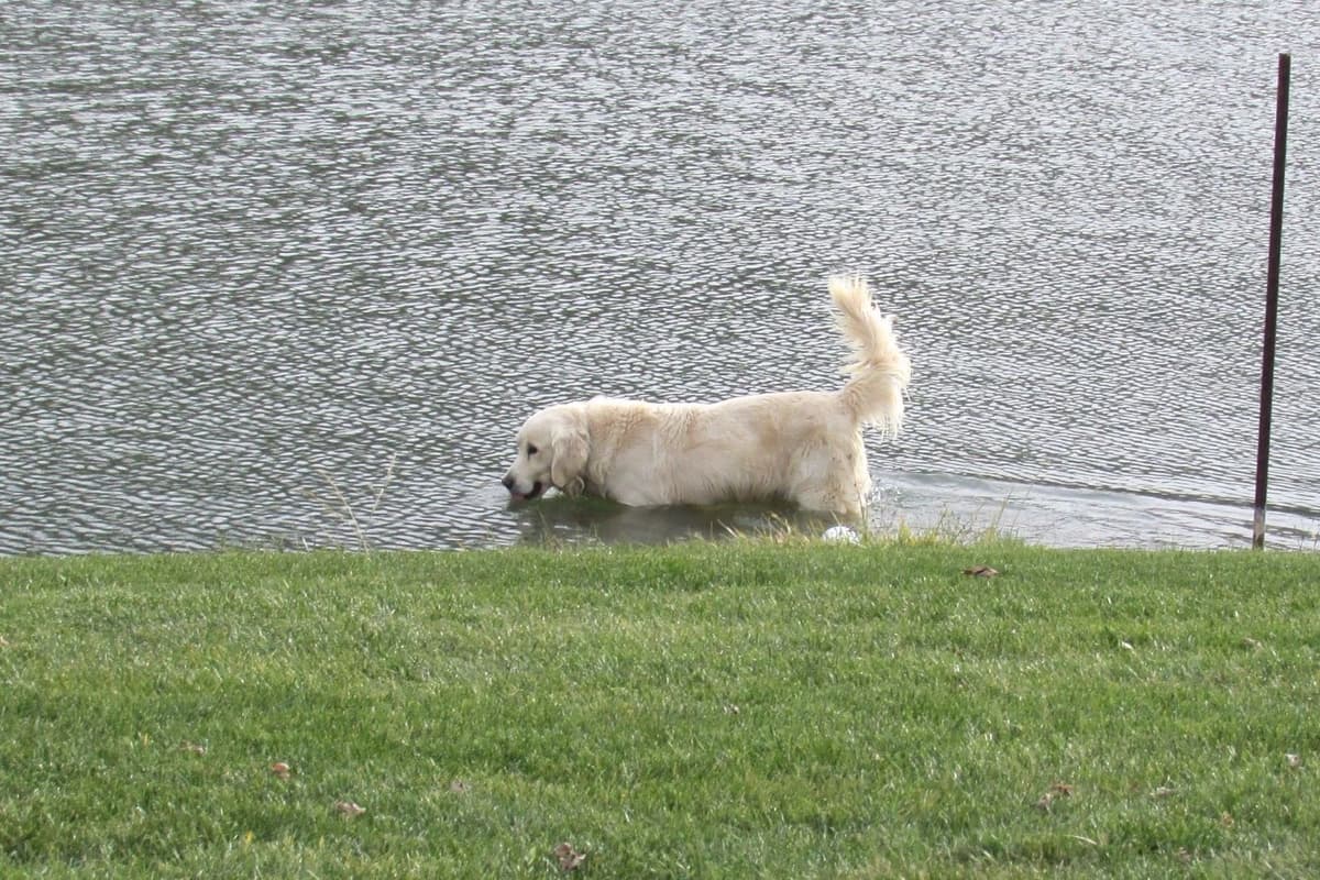 Golden Retriever Puppies breeder image 6