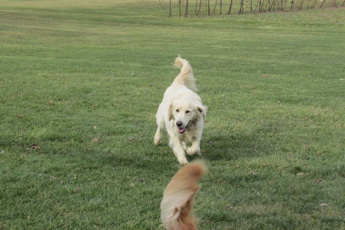 Golden Retriever Puppies breeder image 5