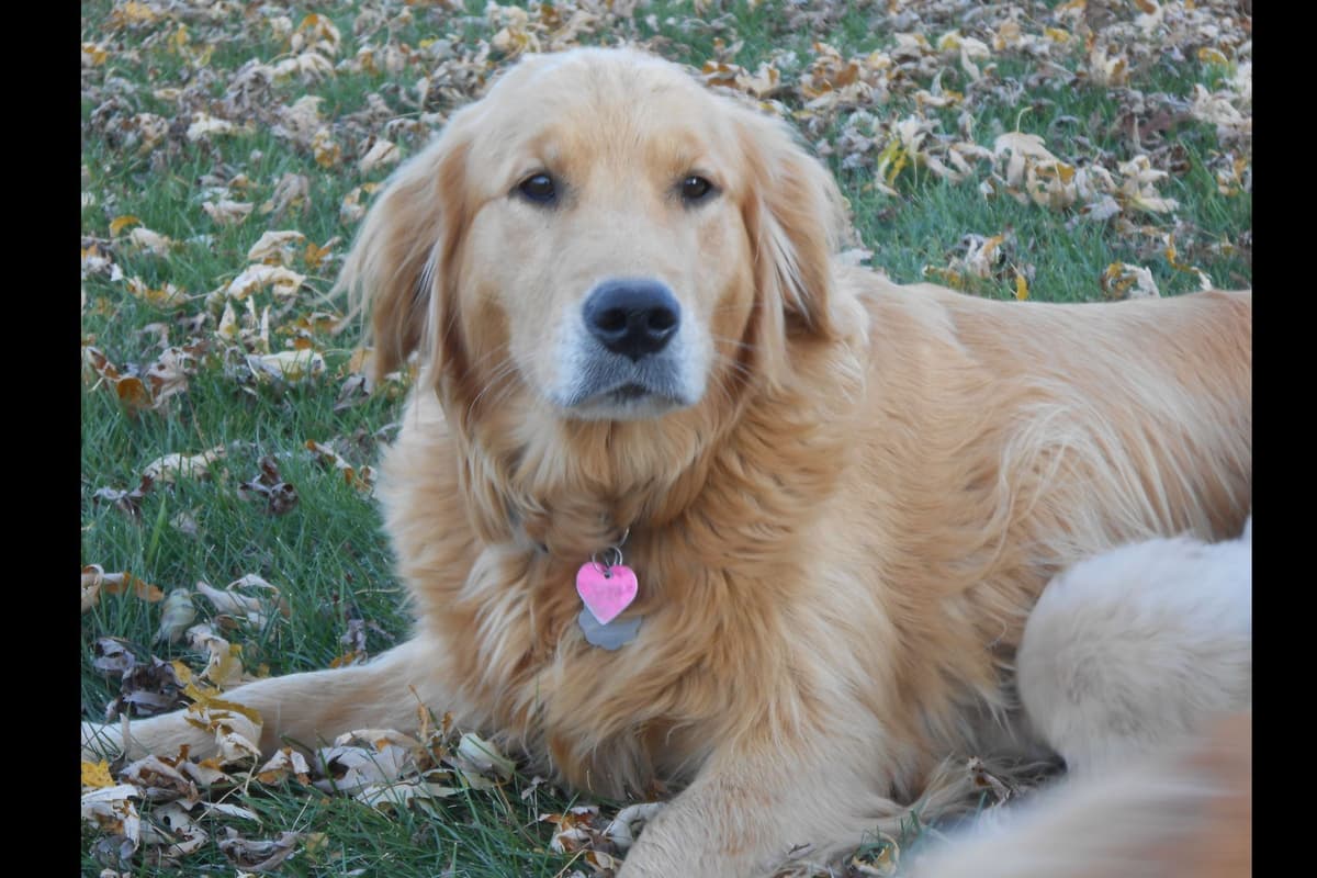 Golden Retriever Puppies breeder image 1