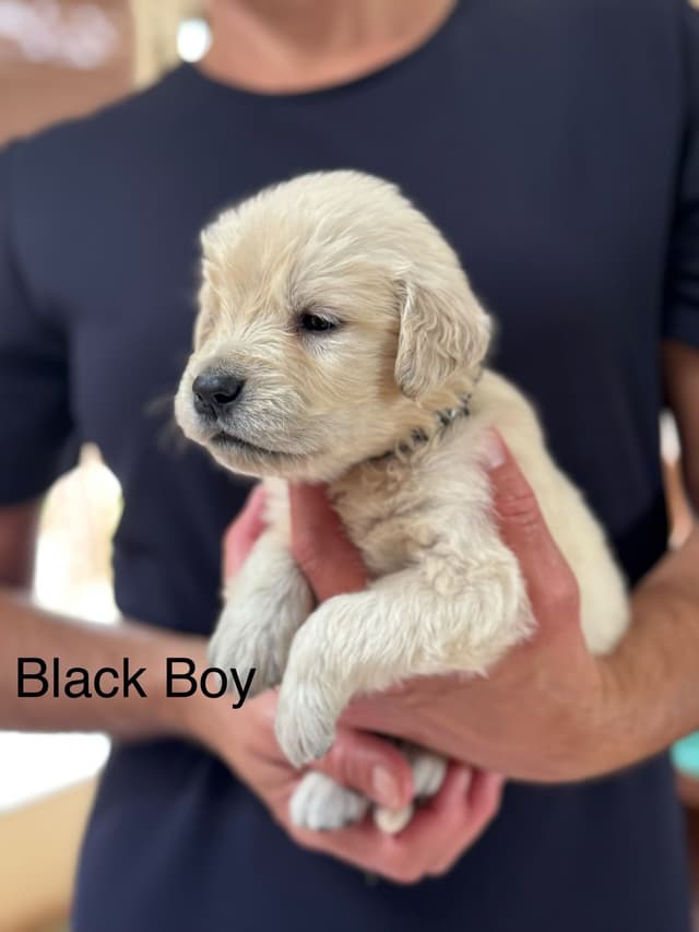Golden Retriever Puppies media 3