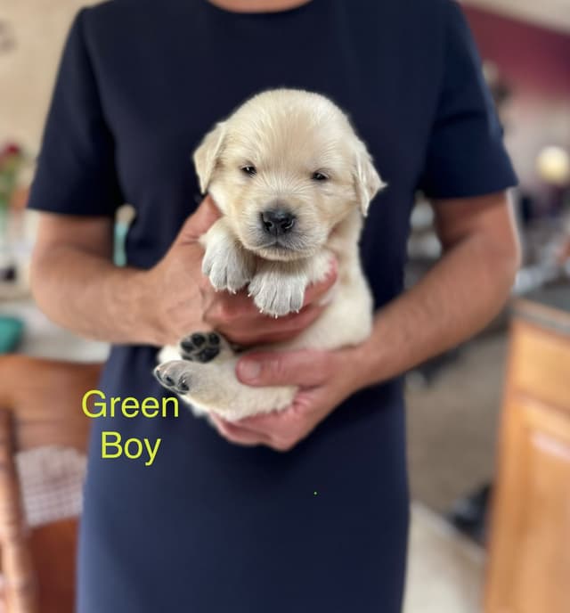 Golden Retriever Puppies media 7
