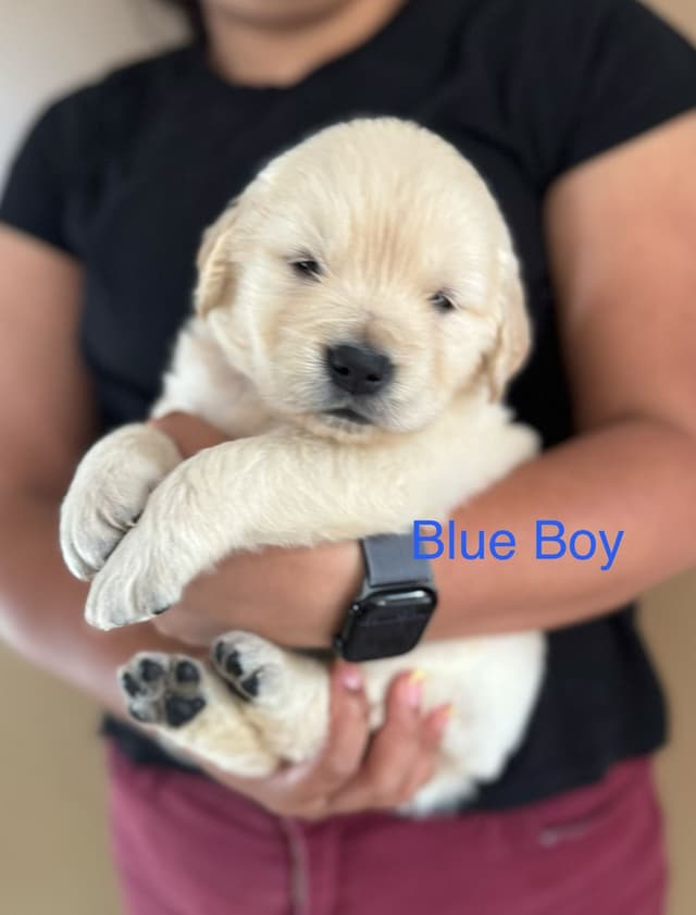 Golden Retriever Puppies media 5