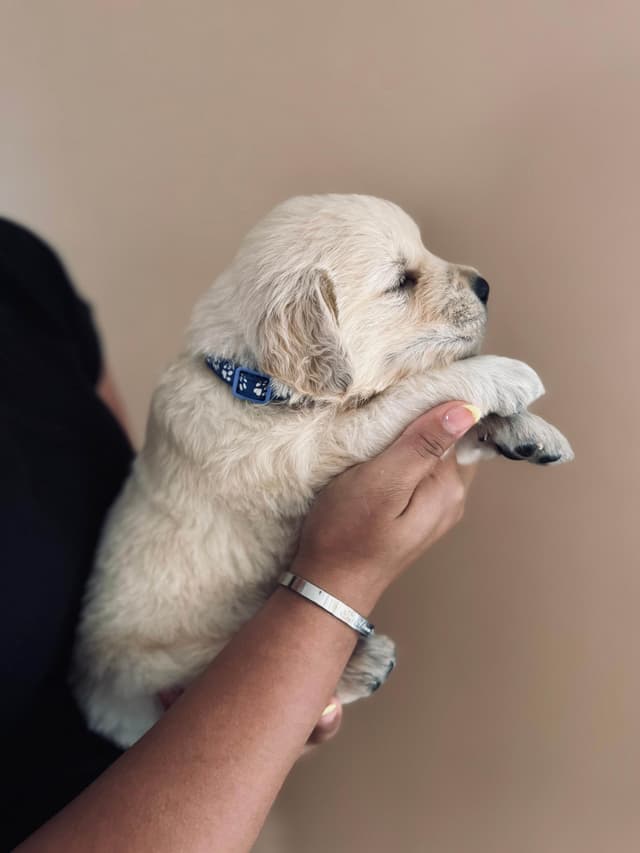 Golden Retriever Puppies media 6