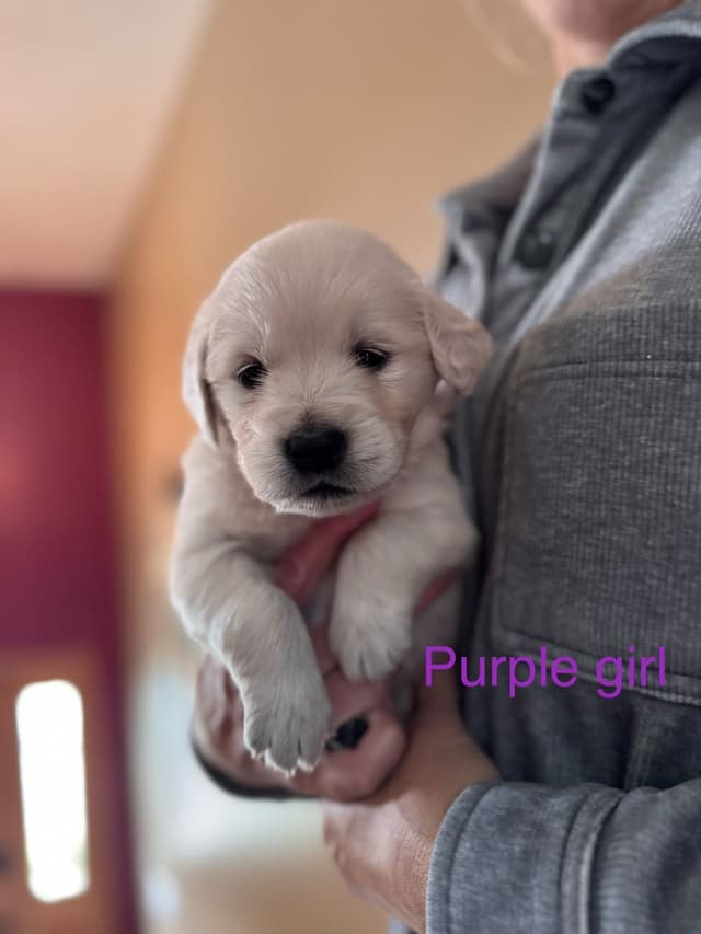 Golden Retriever Puppies media 12
