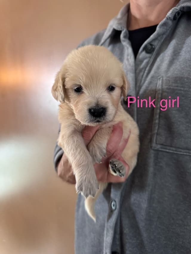 Golden Retriever Puppies media 16