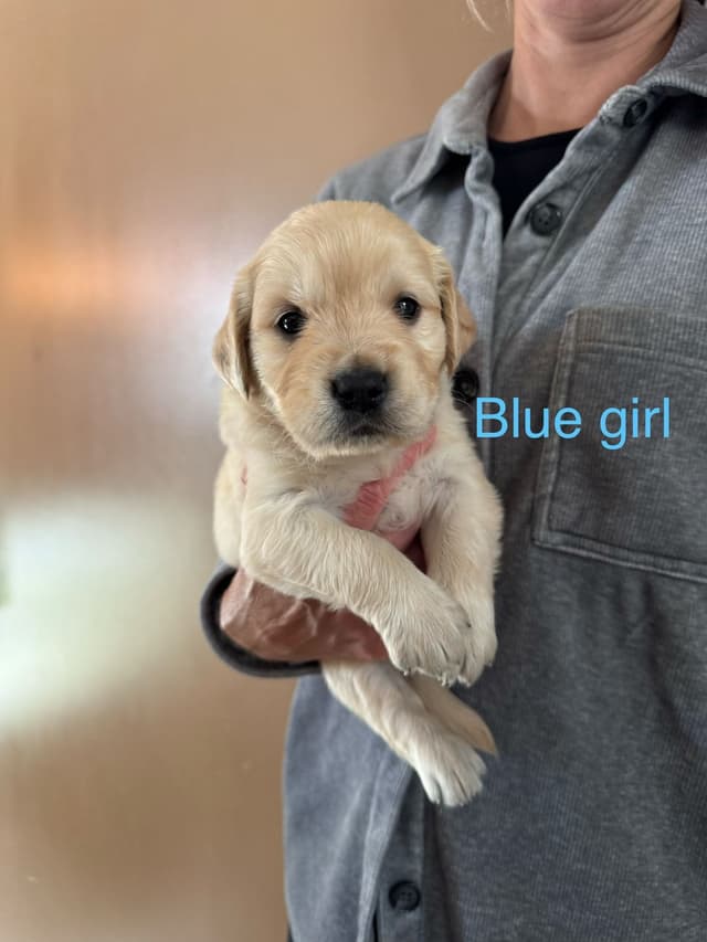 Golden Retriever Puppies media 8