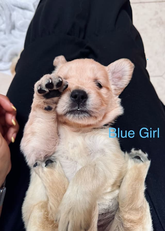 Golden Retriever Puppies media 9