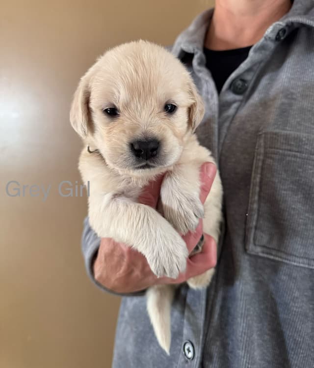 Golden Retriever Puppies media 14