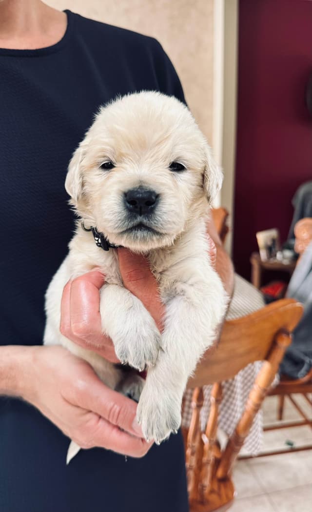 Golden Retriever Puppies media 4