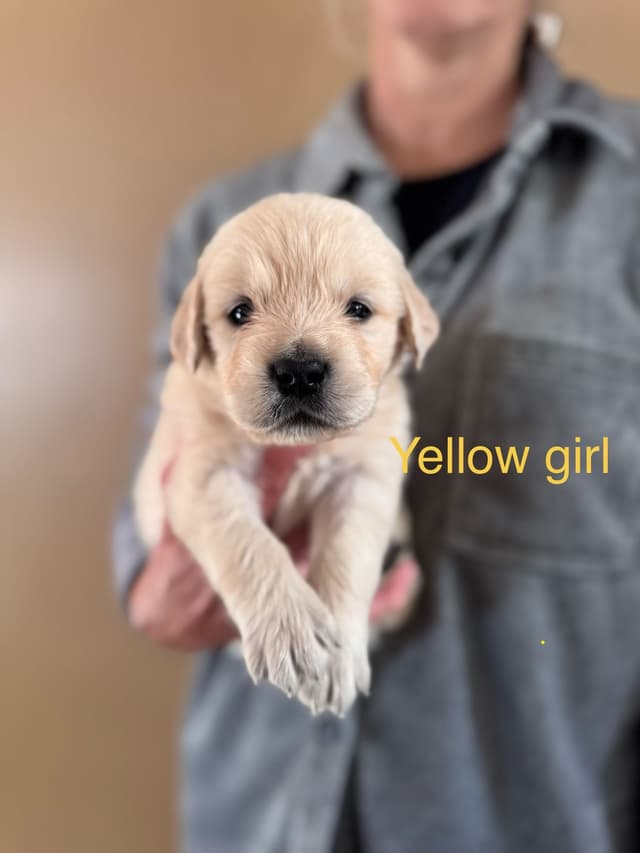 Golden Retriever Puppies media 10