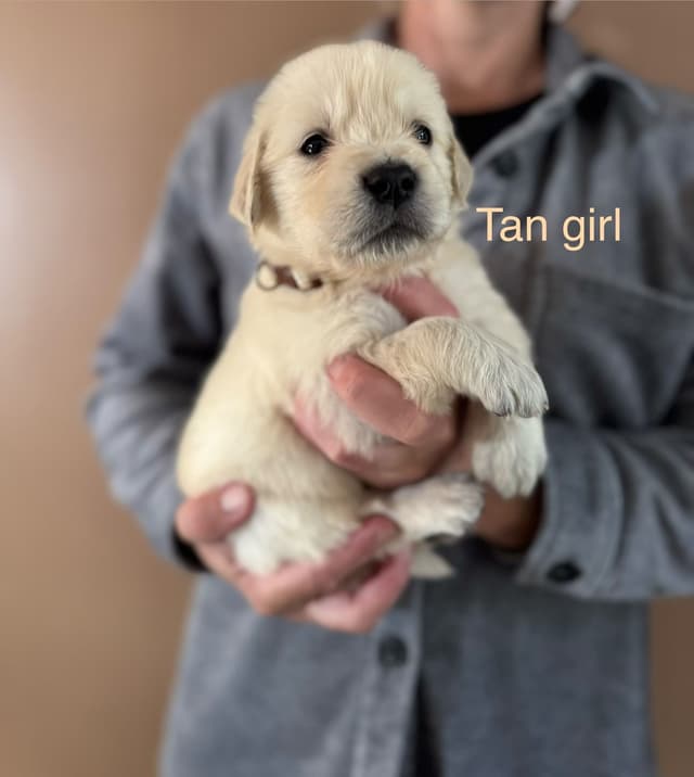 Golden Retriever Puppies media 18