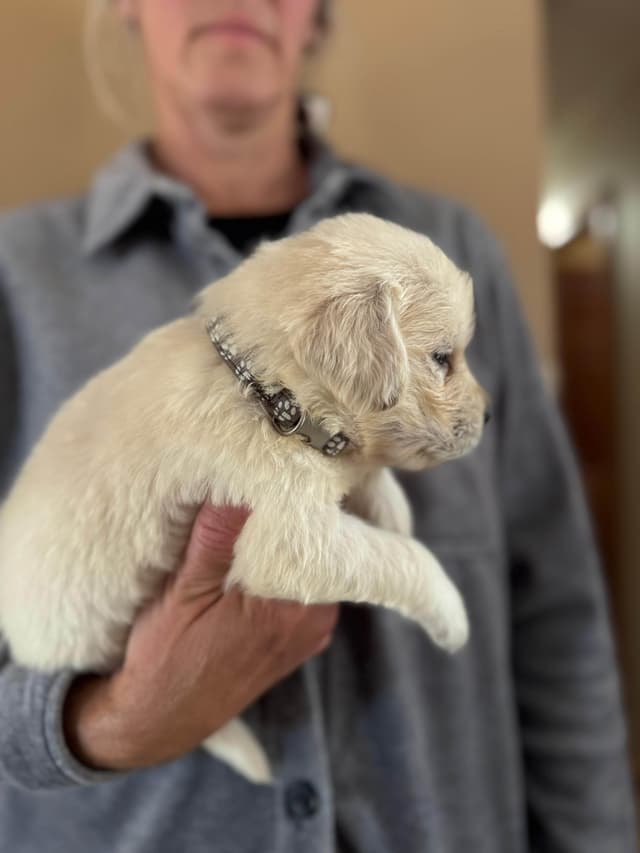 Golden Retriever Puppies media 15