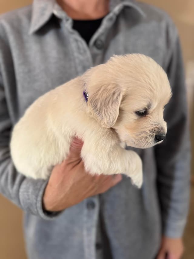 Golden Retriever Puppies media 13