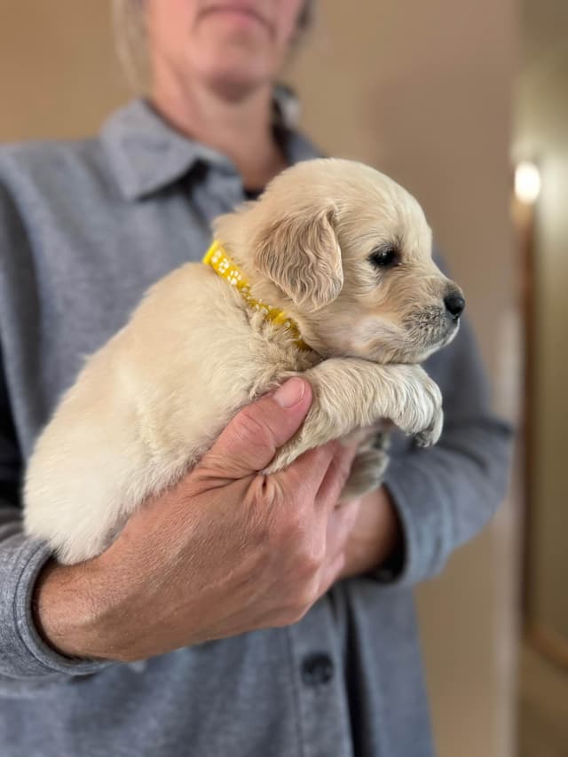 Golden Retriever Puppies media 11
