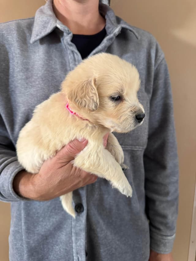 Golden Retriever Puppies media 17