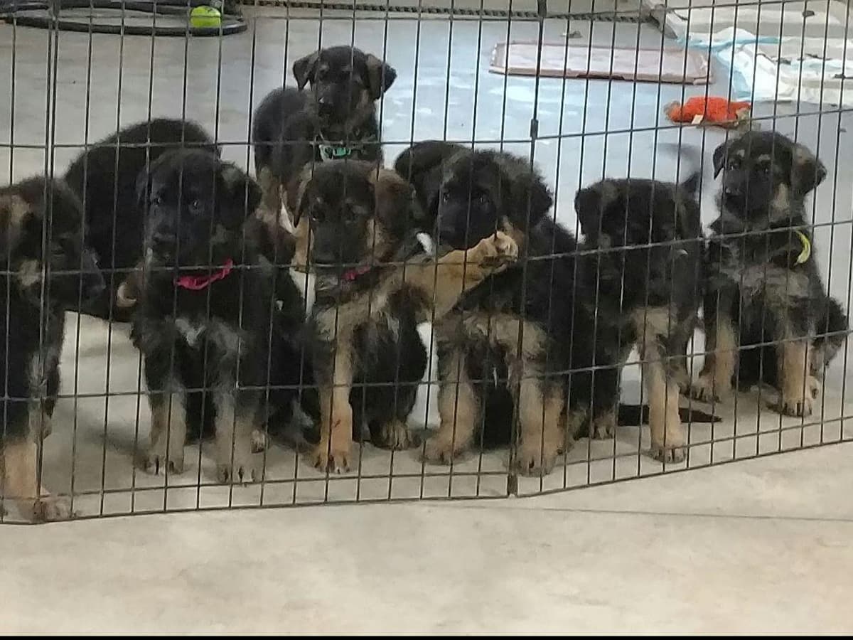 German Shepherd Dog Puppies breeder image 1