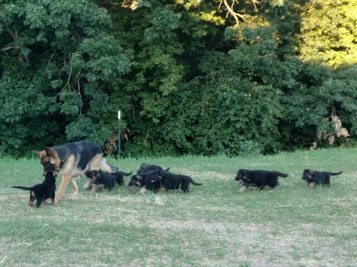 German Shepherd Dog Puppies breeder image 3