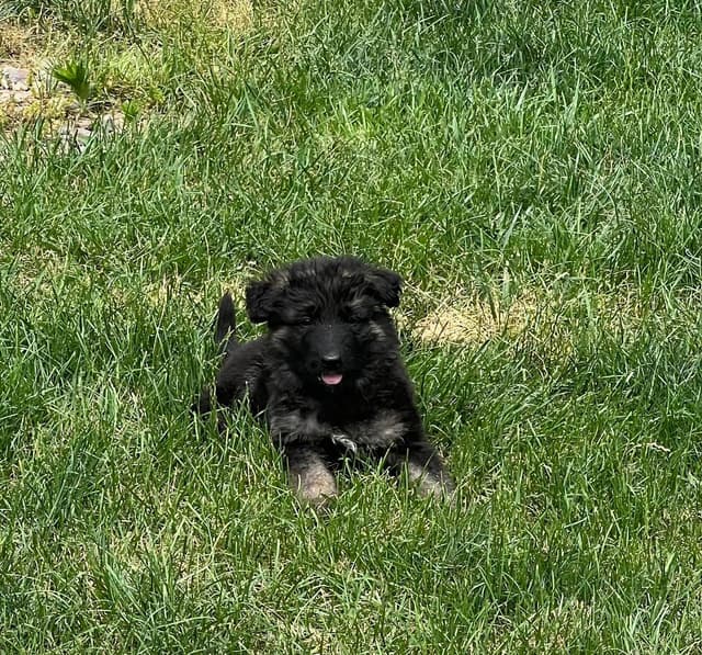 German Shepherd Dog Puppies media 2