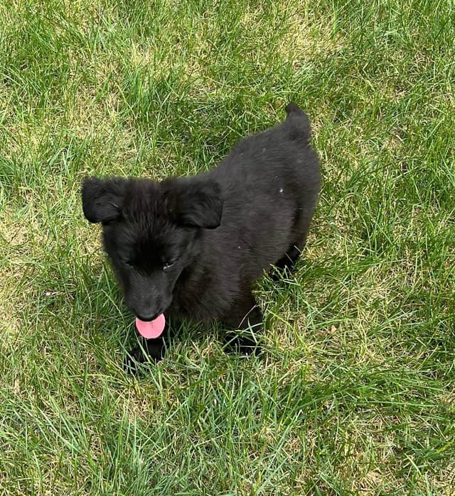 German Shepherd Dog Puppies media 3