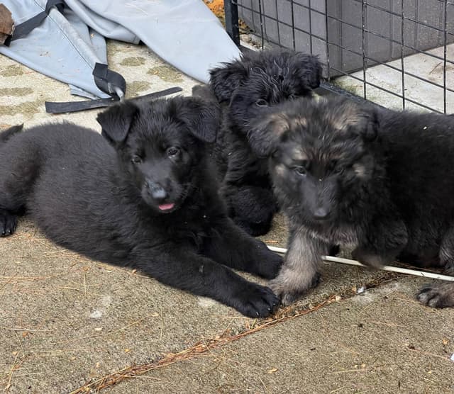 German Shepherd Dog Puppies media 4